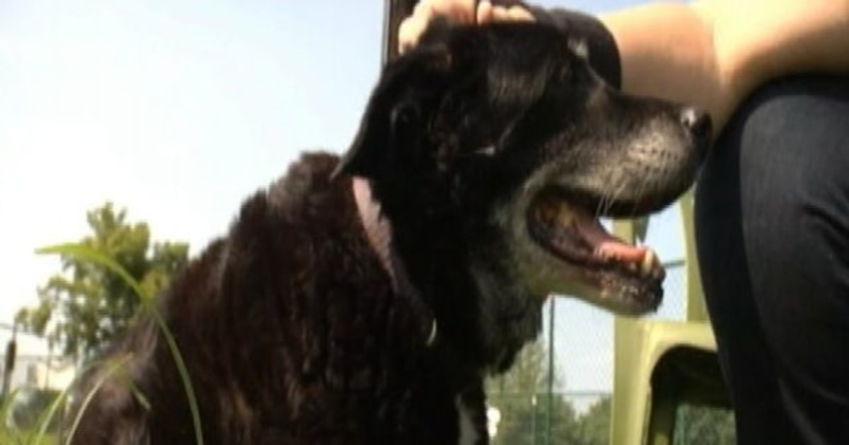 Experts warn canine STD can spread to humans